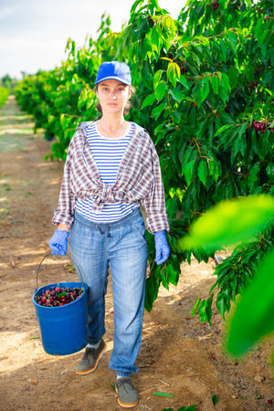 Middle aged woman picking cherries in fruit garden