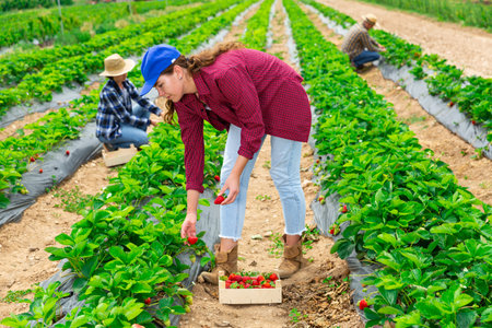 Woman farmer gardening on plantation, harvesting strawberry