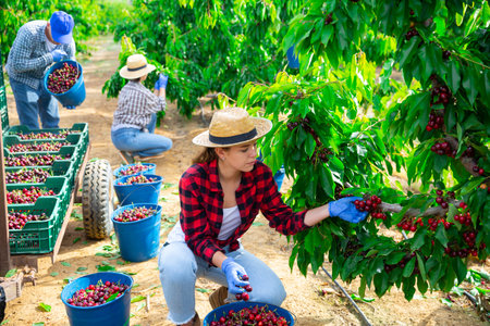 Woman farmer picking red cherries in fruit garden