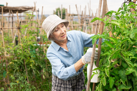 Mature woman spraying tomatoes