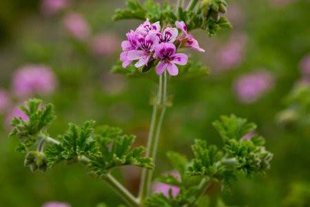 Blooming Pelargonium Fair Ellen