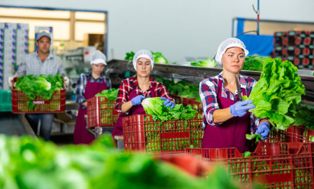 Woman in uniform during ripe sorting lettuce at warehouse at vegetable factoryの写真素材