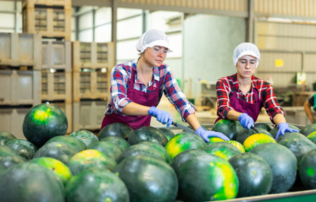 Female sorters working on watermelons sorting line in fruit processing factory
