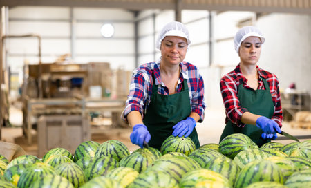 Female workers of vegetable sorting factory checking and peeling watermelons running on conveyor beltの写真素材