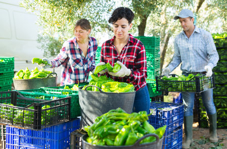 Team of farmers sorting green bell peppers in backyard of farm after harvest