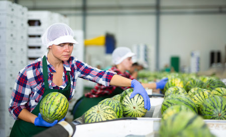 Woman hardworking in agricultural facility, sorting watermelonsの写真素材