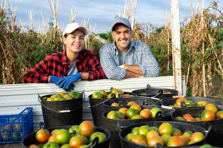 Couple of farmers harvest tomatoes and store them in back of car