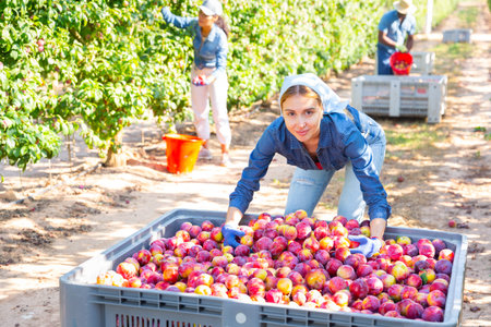 Woman farmer checking harvested plums at orchard