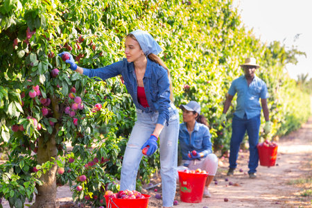 Young female gardener during harvesting of plums at garden