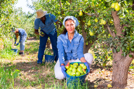 Plantation workers harvesting fruitの写真素材