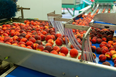 Conveyor line of calibrating and packaging fruits with peaches