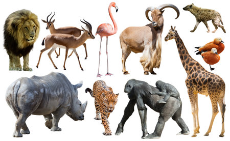 Collage with African mammals and birdsの写真素材