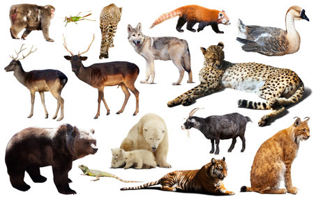 asia animals isolatedの写真素材