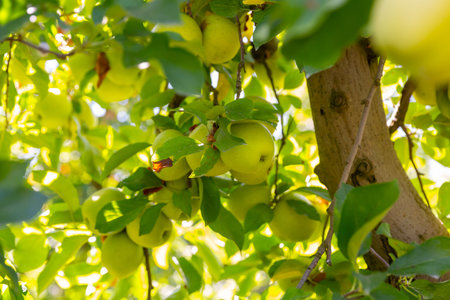 Apples ripening on trees branches in green orchardの写真素材