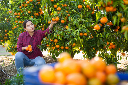 Skilled young woman farmer employee in plaid shirt harvesting fresh tangerines during work on farm during daytimeの写真素材
