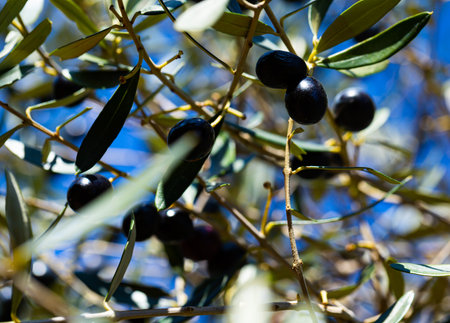 Ripe olives on tree branchesの写真素材