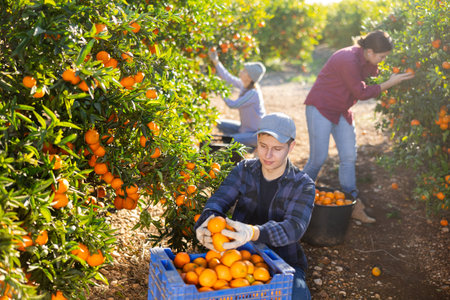 People harvesting ripe tangerines at sunny fruit farmの写真素材