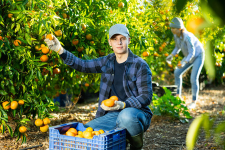 Farmer guy plucks tangerines, putting fruit in a crateの写真素材