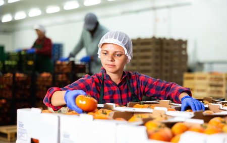 Woman worker checks and sorts ripe tomatoes in warehouseの写真素材