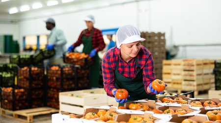 Woman worker stacking organic tomatoes in boxes at agricultural manufacturingの写真素材