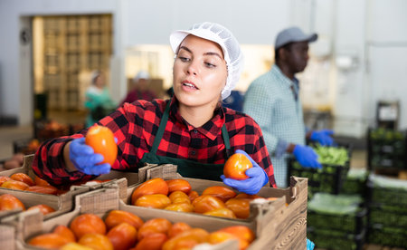 Young woman checking quality of tomatoes in warehouseの写真素材
