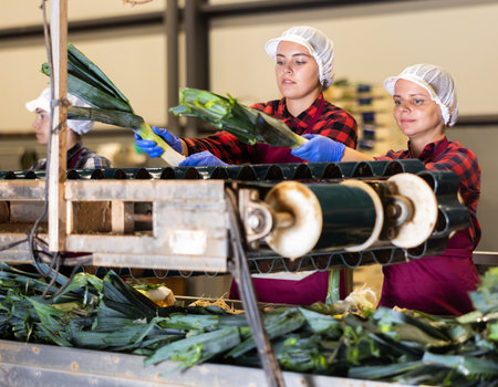 Women working in vegetable factory, sorting leekの写真素材