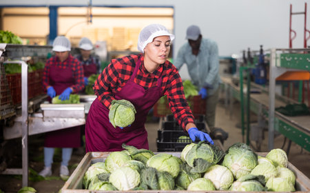 Young woman farmer inspects cabbage from cratesの写真素材