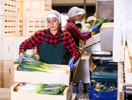 Female worker in vegetable factory stocks crates of leeksの写真素材