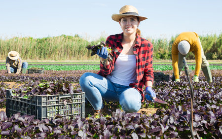 Woman gardener picking harvest of red spinach to crate and using knifeの写真素材