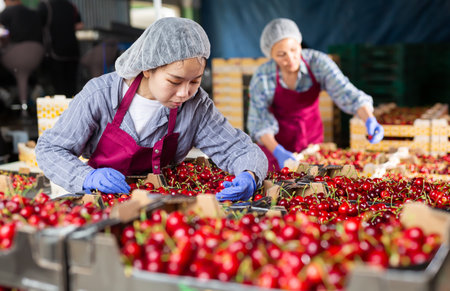 Asian woman sorting cherriesの写真素材