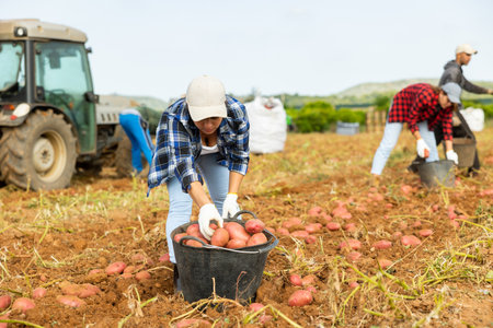 Agriculturist gathering potatoes from groundの写真素材