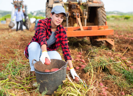 Woman gathers ripe potatoes after tractor has dug up fieldの写真素材