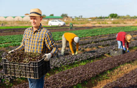 Gardener holding crate with harvest of red mizunaの写真素材