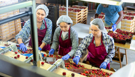 People sorting cherryの写真素材