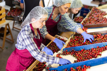 Women sorting cherryの写真素材