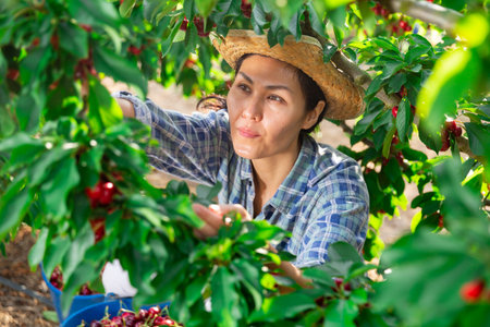 Woman picking cherryの写真素材