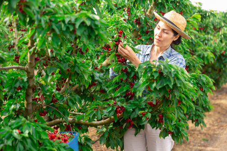 Asian female worker picking cherries in the farm gardenの写真素材
