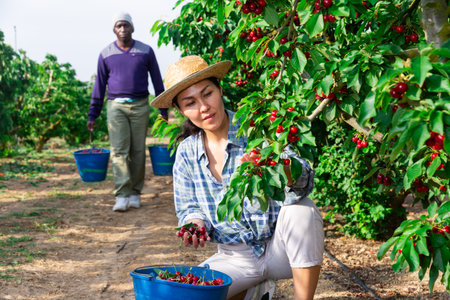 People picking cherryの写真素材