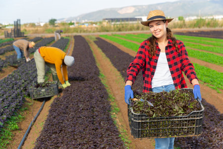 Woman farmer carrying box with picked mizunaの写真素材