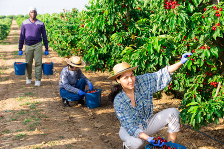 Farmer woman gathering harvest of ripe cherry on dayの写真素材