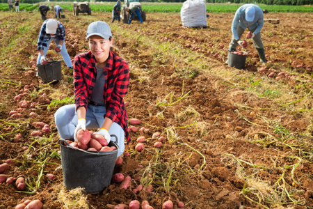 Positive woman farmer harvesting potatoes on fieldの写真素材