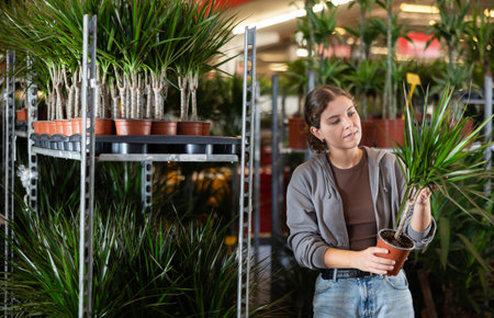 Woman carefully selects dracaena flower in flower shopの写真素材