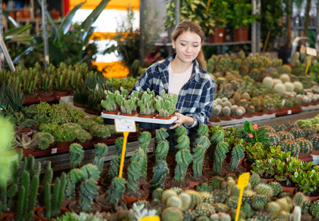 Female florist tends to a cactus in flower shopの写真素材