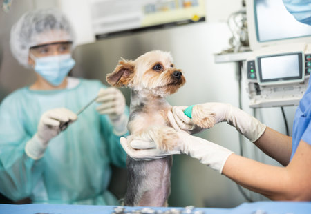 Yorkshire Terrier with bandaged paw receiving medical attention at veterinary clinicの写真素材