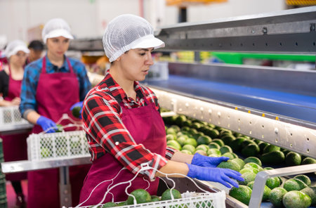 Hispanic woman sorting and packing Hass avocados on conveyor line