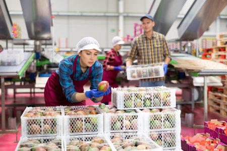 Woman working on fruit sorting line at warehouse, checking quality of fruit in boxesの写真素材