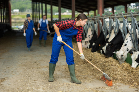 Girl works with cows in barn, moves hay closer to cows, provides feeding for animalの写真素材