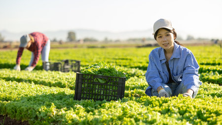 Portrait of asian woman farmer harvesting green lettuce to plastic crate at farm fieldの写真素材