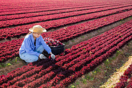 Young asian female worker harvesting red lettuce on farm field