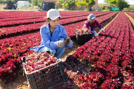 Hired worker asian woman, harvesting fresh red lettuce using knife on fieldの写真素材
